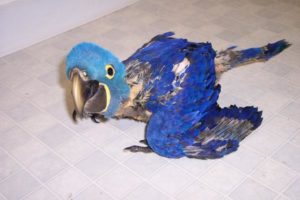 Baby-Hyacinth-Macaw