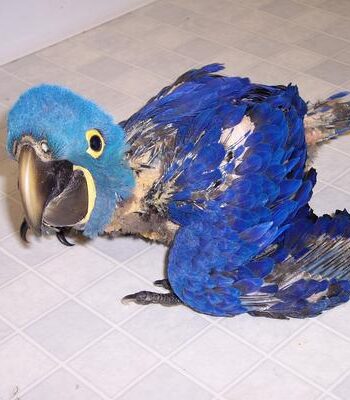 Baby Hyacinth Macaw