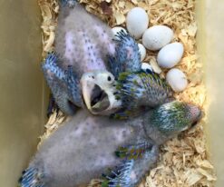 Baby Tropicana Macaw
