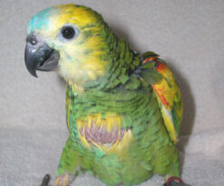 Blue Fronted Amazon Baby