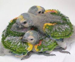 Blue Fronted Amazon Baby
