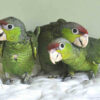 Blue Fronted Amazon Baby2