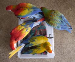 Camelina Macaw