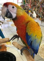 Camelina Macaw