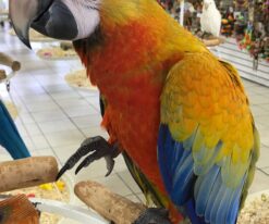 Camelina Macaw