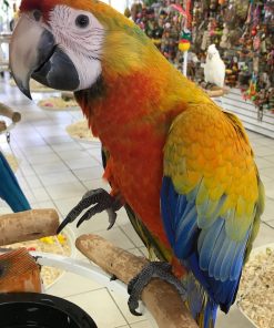 Camelina Macaw