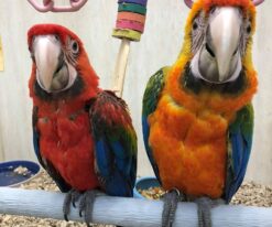 Camelot Macaw
