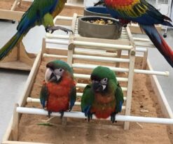 Camelot Macaw