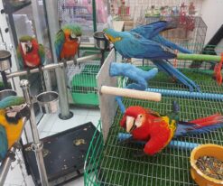 Catalina Macaw