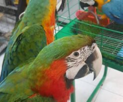 Catalina Macaw