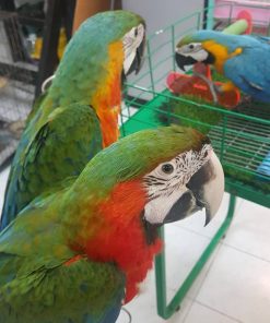 Catalina Macaw