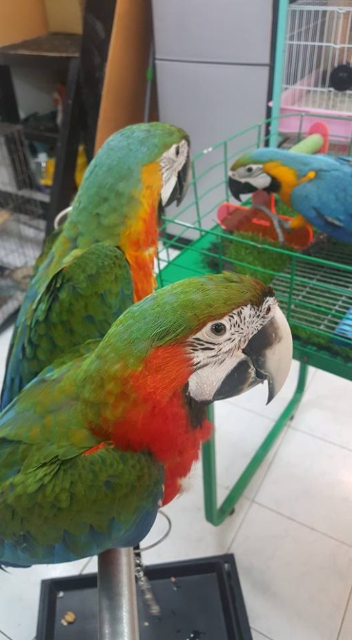 Catalina Macaw