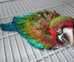 Flame Macaw
