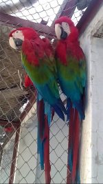 Green Wing Macaw