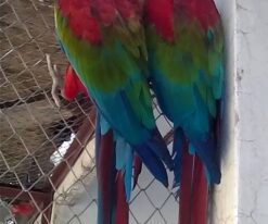 Green Wing Macaw