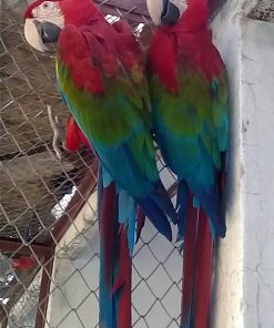 Green Wing Macaw