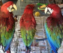Green Wing Macaw
