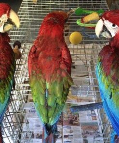 Green Wing Macaw