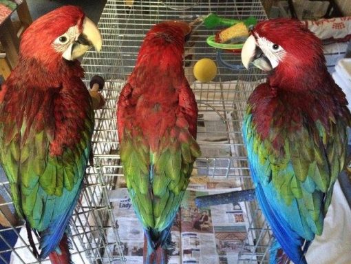 Green Wing Macaw