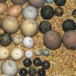 Green Wing Macaw Eggs