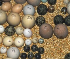 Green Wing Macaw Eggs