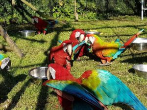 Green Wing Macaw4