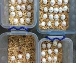 Hyacinth Macaw Eggs