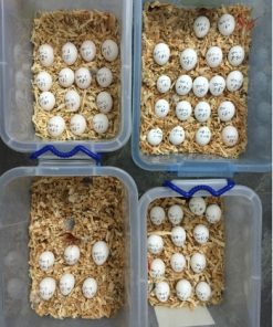 Hyacinth Macaw Eggs