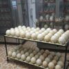 Toucan Eggs