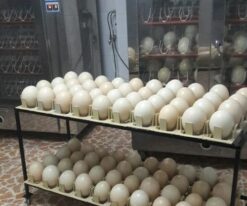 Toucan Eggs