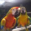 Tropicana Macaw
