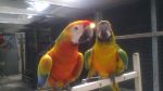 Tropicana Macaw