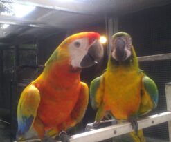 Tropicana Macaw