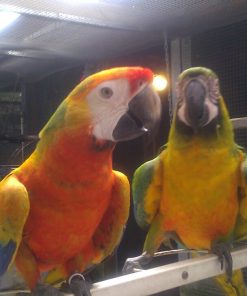 Tropicana Macaw