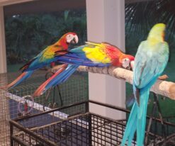 Tropicana Macaw