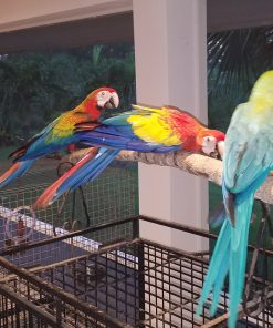 Tropicana Macaw