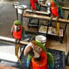 Tropicana Macaw2