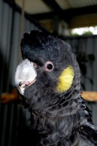 Yellow tail black cockatoo