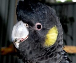 Yellow Tail Black Cockatoo
