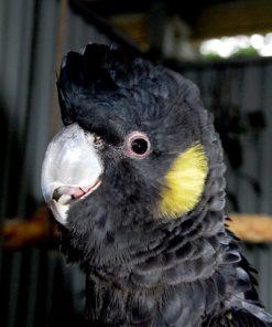 Yellow Tail Black Cockatoo