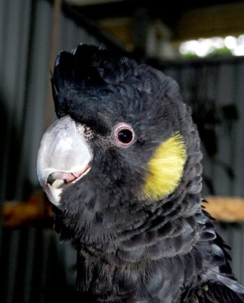 Yellow Tail Black Cockatoo
