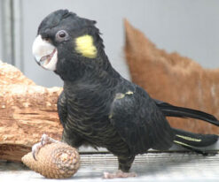 zYellow Tail Black Cockatoo