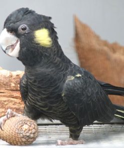 zYellow Tail Black Cockatoo