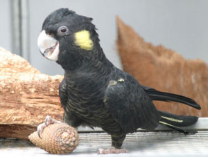 Yellow tail black cockatoo2