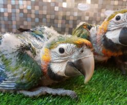 Baby Catalina Macaw