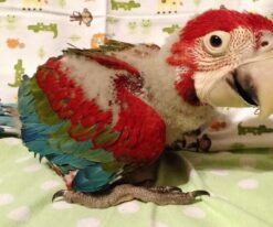 Baby Green Wing Macaw