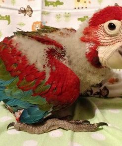 Baby Green Wing Macaw