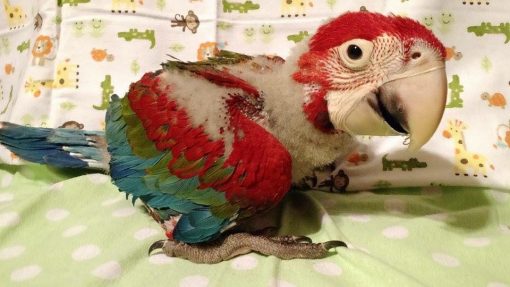 Baby Green Wing Macaw