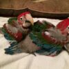 Baby Green Wing Macaw