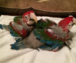 Baby Green Wing Macaw